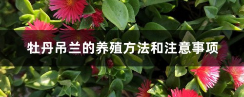 牡丹吊兰的养殖方法和注意事项