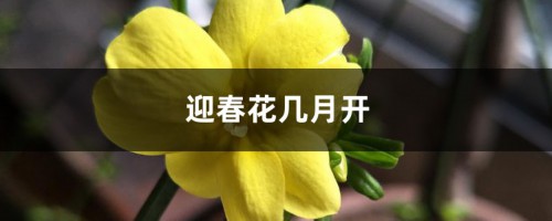 迎春花几月开