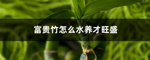 富贵竹怎么水养才旺盛