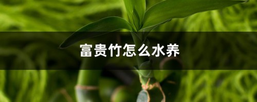 富贵竹怎么水养