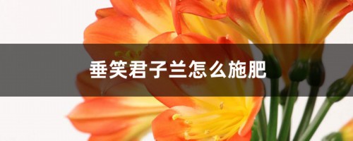 垂笑君子兰怎么施肥