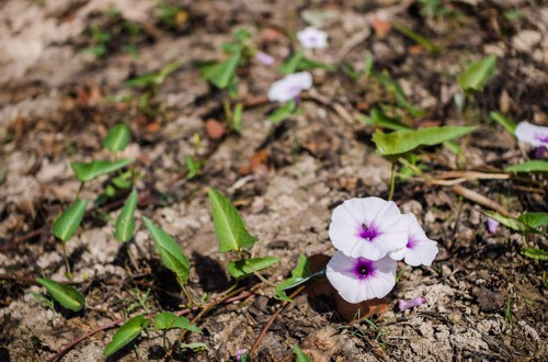 牵牛花